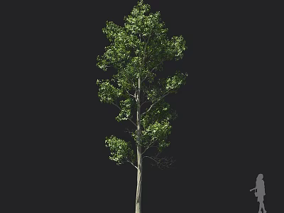 Tall Arbor With Lush Green Leaves And Straight Trunk Against Black Background With Human Silhouette 3d model