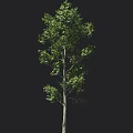 Tall Arbor With Lush Green Leaves And Straight Trunk Against Black Background With Human Silhouette