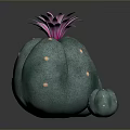 Decorative Indoor Cactus Plants With Purple Flowers Green Bodies And White Spots In Three Sizes