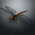 Detailed View Dragonfly With Black Orange Striped Body Green Eyes And Transparent Wings