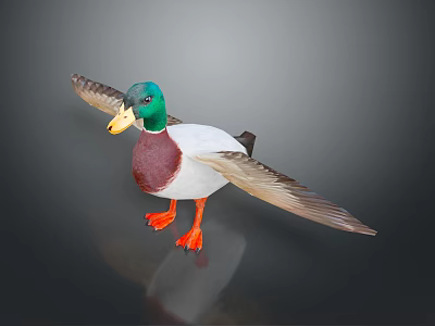 Mallard Duck With Green Head Spread Wings And Orange Feet On Black Background With Reflection 3d model
