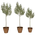 Three Olive Tree Potted Plants In Terracotta Pots With Green Foliage