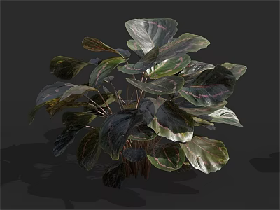 Modern plant green plant rainbow arrowroot 3d model Modern plant green plant rainbow arrowroot 3d model