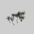 Palm Trees Showcase Various Growth Forms Single Trunk And Clustered Groups 3d model