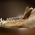 Human Bone Structure Anatomical Model Medical Device for Medical Education and Research