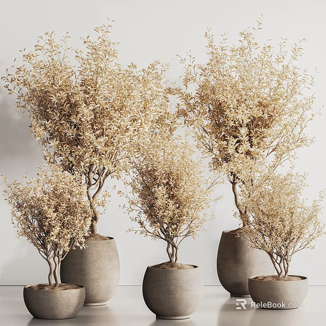 Dried Bonsai Potted Plants In Multiple Gray Pots Against White Background Wall 3d model 