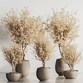 Dried Bonsai Potted Plants In Multiple Gray Pots Against White Background Wall
