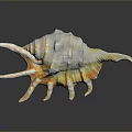 Colorful Marine Snail With Spiral Shell And Tentacle Like Projections In Ocean