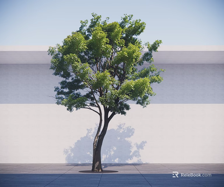 Lush Green Leafy Tree with Brown Trunk and Sunlight Shadow Against White Wall 3d model 