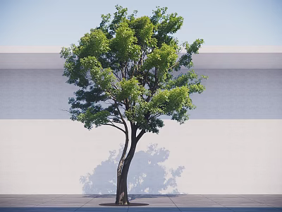 Lush Green Leafy Tree with Brown Trunk and Sunlight Shadow Against White Wall 3d model