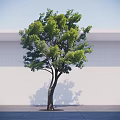 Lush Green Leafy Tree with Brown Trunk and Sunlight Shadow Against White Wall