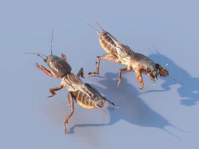 Two Brown Crickets On Blue Background With Detailed Body Structure 3d model