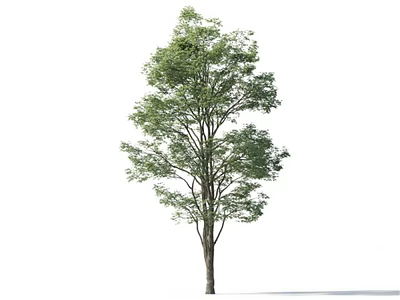 Single Arbor With Lush Green Foliage And Sturdy Trunk In Natural Landscape 3d model