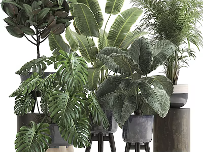 Indoor Potted Plants With Various Large Leaf Varieties In Decorative Planters For Home Decor 3d model