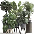 Indoor Potted Plants With Various Large Leaf Varieties In Decorative Planters For Home Decor