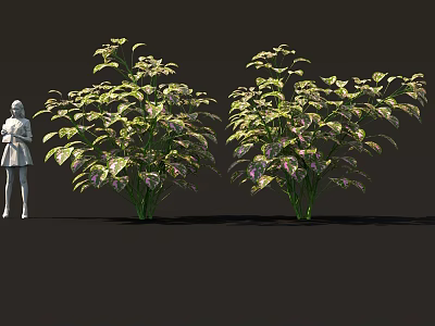 Two Lush Shrubs With Green And Purple Variegated Leaves And White Figure For Size Reference 3d model