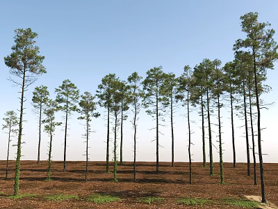Tall Pine Trees Growing In Rows On Open Field With Blue Sky Background 3d model