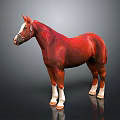 Chestnut Horse With White Legs And Hooves Wearing Bridle Isolated On Gray Background