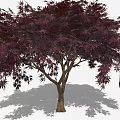 Crimson Leaf Maple Tree With Brown Trunk And Smaller Companion Plant
