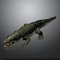 Realistic Crocodile 3D Model With Open Mouth Sharp Teeth Scaly Body Dark Background And Reflection 3d model