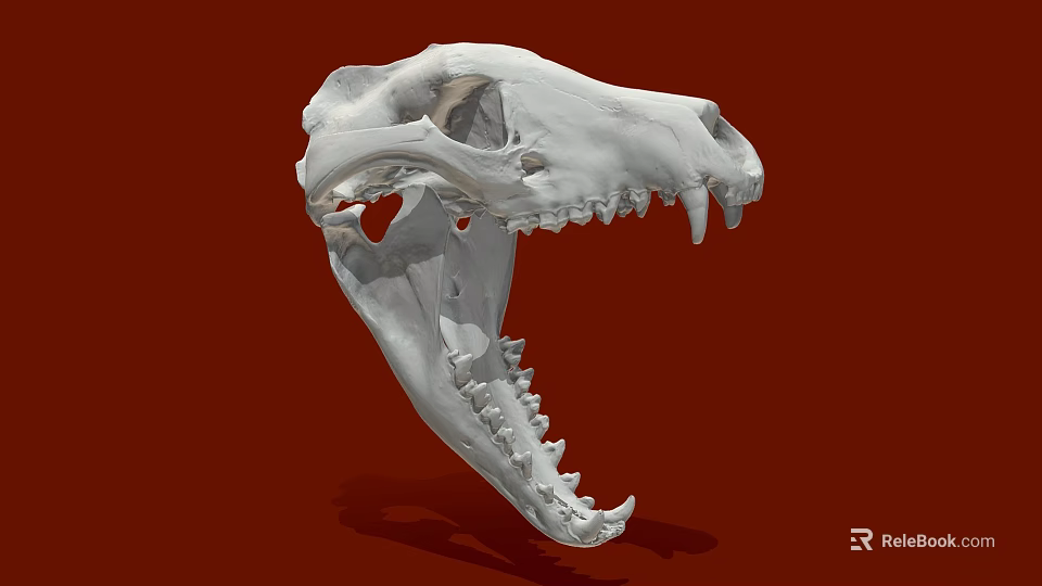 White Animal Skull Model Medical Device for Anatomical Education and Research 3d model 