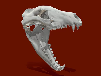 White Animal Skull Model Medical Device for Anatomical Education and Research 3d model