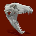 White Animal Skull Model Medical Device for Anatomical Education and Research