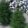 Various Green And Snow Covered Shrubs With Different Sizes And Natural Foliage