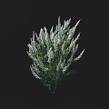 White Flowering Shrub With Lush Green Foliage For Garden Landscape Design
