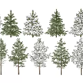 Collection of Arbor Trees with Green Foliage and Snow Covered Tops