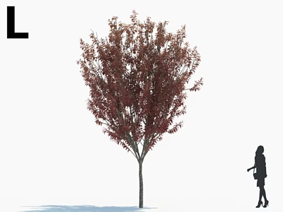Tall Red Leaf Arbor With Vibrant Foliage And Human Silhouette Against White Background 3d model