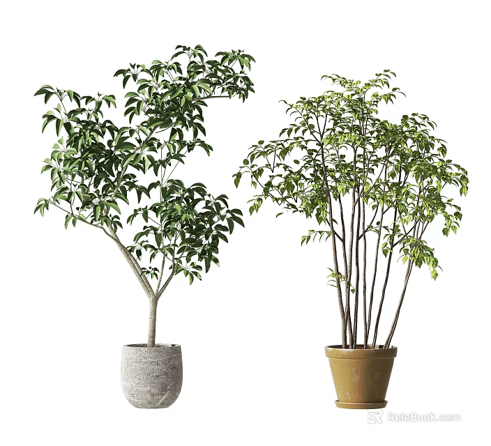 Bonsai Potted Plants With Lush Green Leaves In Gray And Brown Pots And Bushy Branches 3d model 