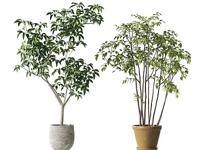 Bonsai Potted Plants With Lush Green Leaves In Gray And Brown Pots And Bushy Branches 3d model
