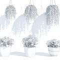 Hanging Green Vine Bonsai and Potted Plants with Wooden Gray Brown Pots and Colorful Leaves