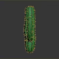 Green Cactus Plant With Yellow Spines On Gray Gradient Background And Bottom Reflection 3d model