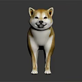 Cute Brown and White Shiba Inu Standing on Dark Background with Reflection