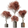 Garden Decor Featuring Trees With Red Blooms And Twisted Trunks In Gray Cylindrical Planters
