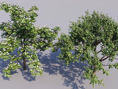 Lush Green Arbor With White Blossoms Dense Foliage And Ground Shadows 3d model