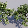 Big tree tree landscape tree sketch big tree courtyard tree 3d model