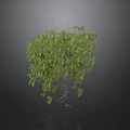 Lush Green Vine With Trailing Leaves And Climbing Stems In Natural Growth
