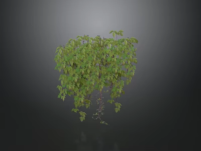 Lush Green Vine With Trailing Leaves And Climbing Stems In Natural Growth 3d model