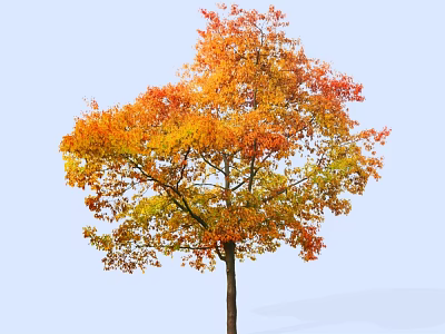 Vibrant Autumn Arbor With Orange Yellow Leaves Against Clear Blue Sky 3d model