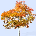 Vibrant Autumn Arbor With Orange Yellow Leaves Against Clear Blue Sky