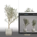 Two Decorative Potted Olive Bonsai Trees In White Concrete Square Planters