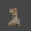 Mountain Lion Specimen Display at National Museum of Nature and Science Standing on Rock Base
