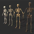 Four Detailed Human Skeletons Arranged For Display On Black Background