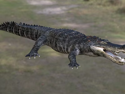 Large Aquatic Crocodile With Open Mouth And Scaly Skin In Natural Wetland Habitat 3d model