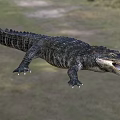 Large Aquatic Crocodile With Open Mouth And Scaly Skin In Natural Wetland Habitat