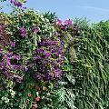 Lush Living Plant Wall With Purple Flowers Green Plants Wooden Background And Pebble Ground