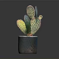 Colorful Iridescent Cactus Plant In Textured Pot With Spotted Pads And Shiny Surface